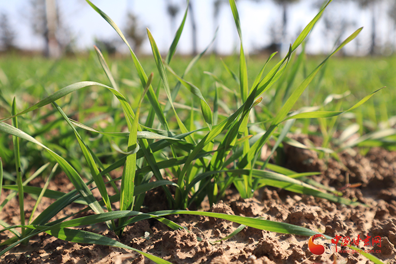 崆峒：秋收玉米“金滿倉”秋播小麥“趕農時”
